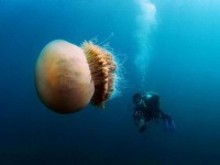 Адриатическое море наводнили медузы