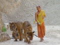 «Королевство тигров» откроется на Пхукете