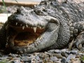 В Зимбабве можно проснуться рядом с крокодилом
