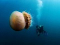 Адриатическое море наводнили медузы